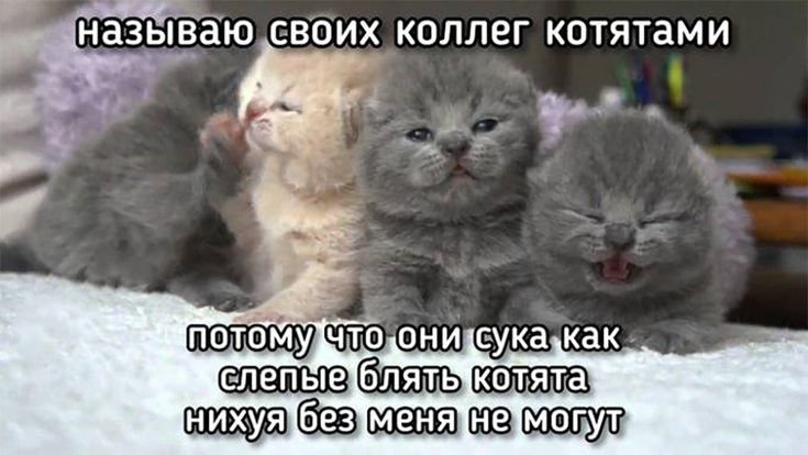 Коллеги котята
