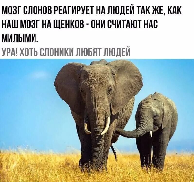 Приколы про слонов