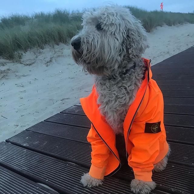 Костюм для собаки Stone Island