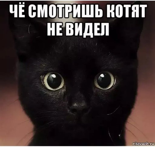 Мемы с черными котиками
