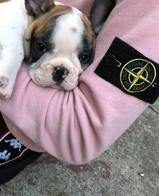 СТОНЫ собак