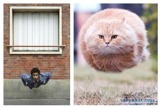 Кот левитирует