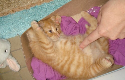 Пузатый котенок