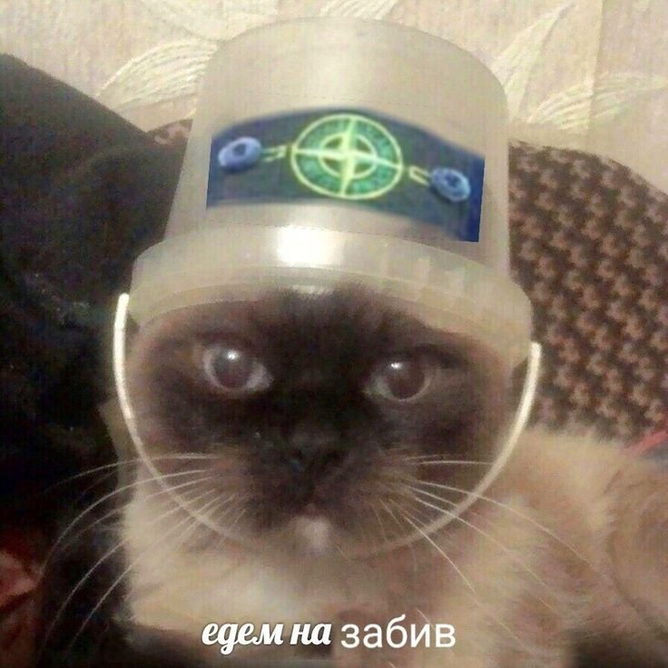 Голова кота