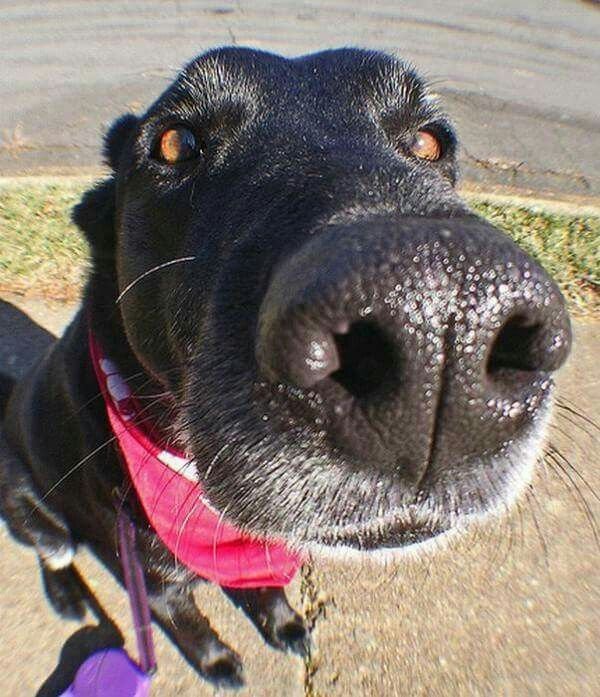 Смешные собаки