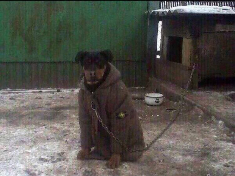 Собака в стон айленд