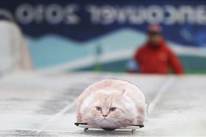 Летающие круглые коты