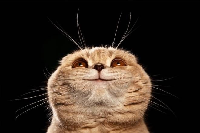 Счастливый кот