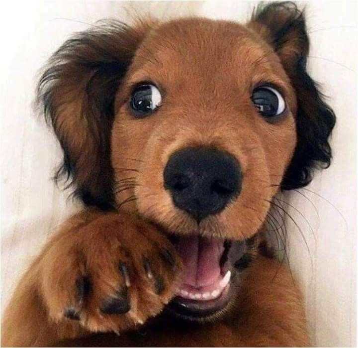 Собака строит глазки