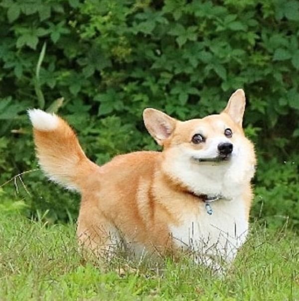 Корги пемброк толстый