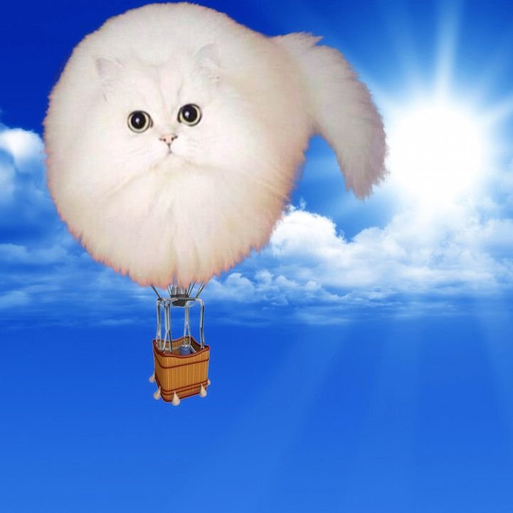 Круглый кот Мем