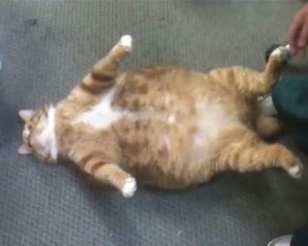 Котик толстенький животик