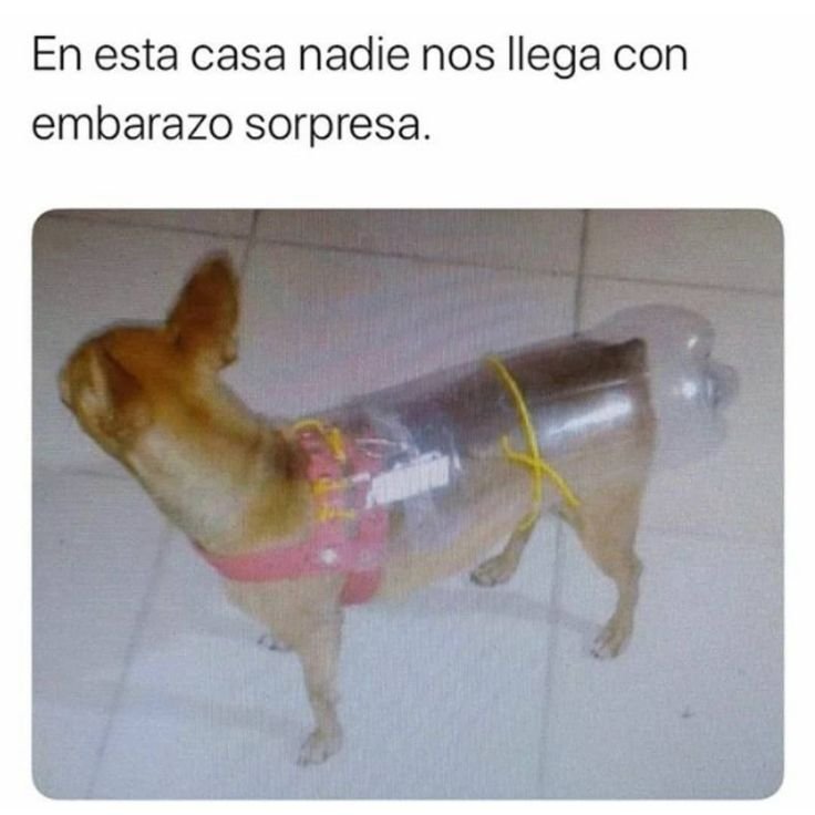 Смешная собака с бутылкой