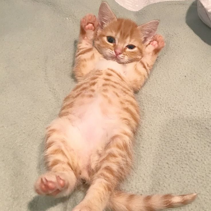 Табби Бенгальская кошка рыжая