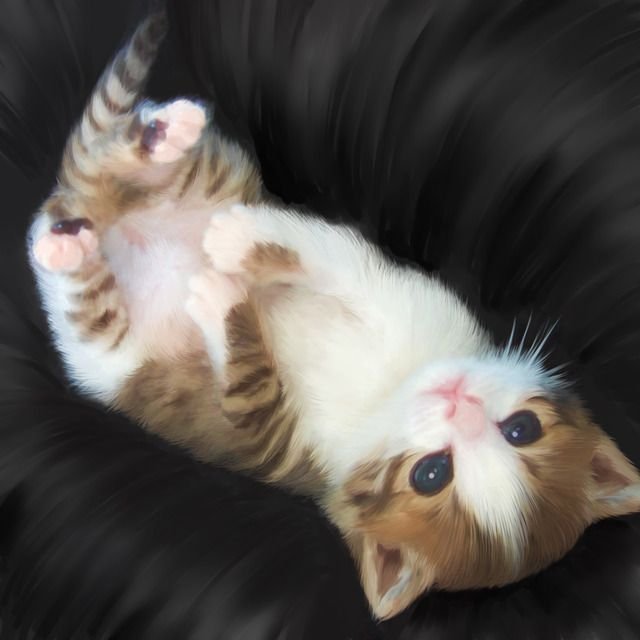 Пузатый котенок