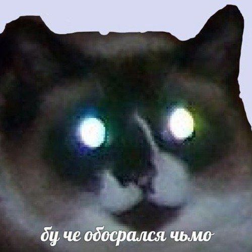 Напуганный кот Мем