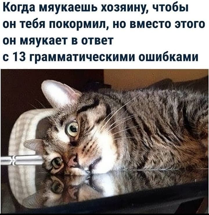 Кот мяукает