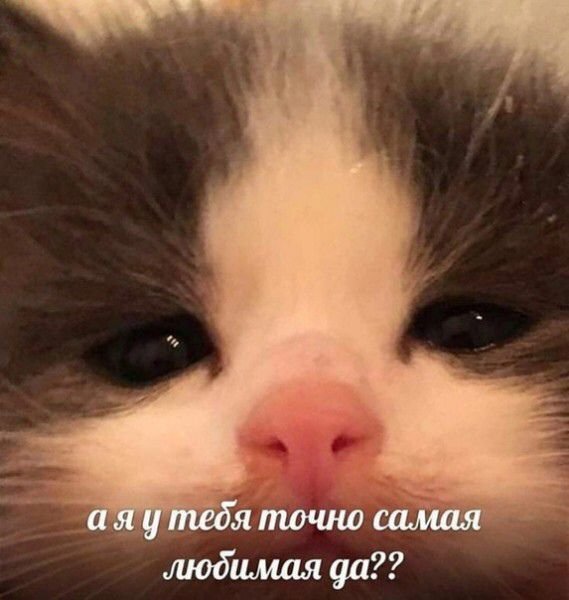 Только проснулся кот