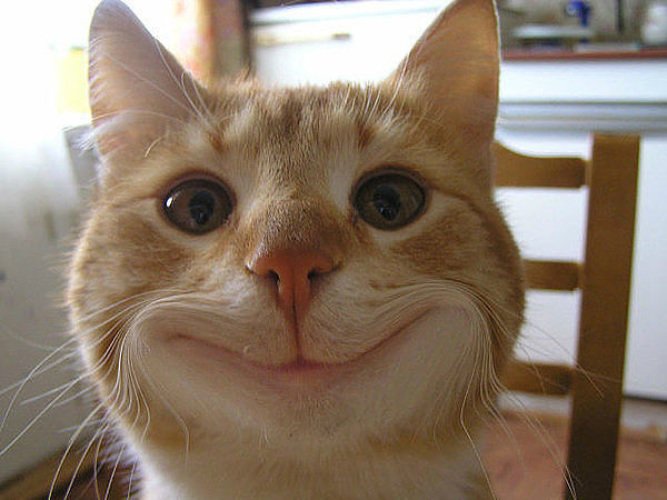 Гутен Морген смешные