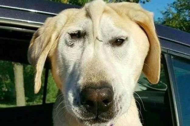 Собака с большим носом