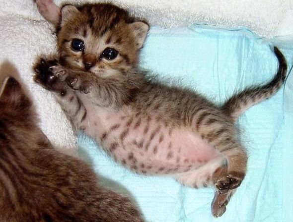 Пузатый котенок