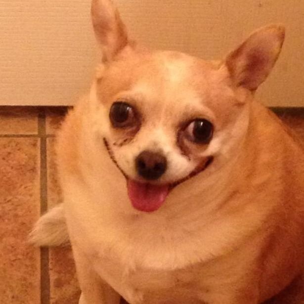 Злая чихуахуа