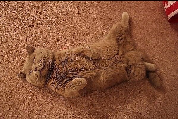 Кот валяется на спине