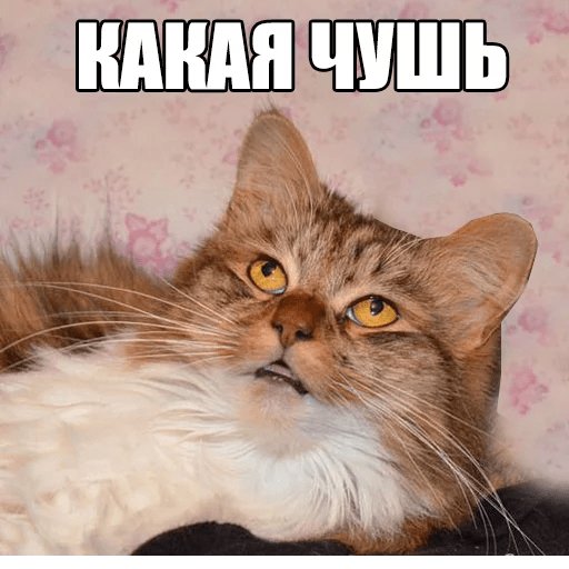 Чушь Кошачья