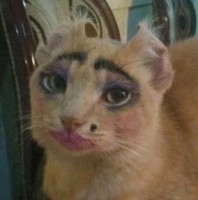 Кошка с накрашенными бровями