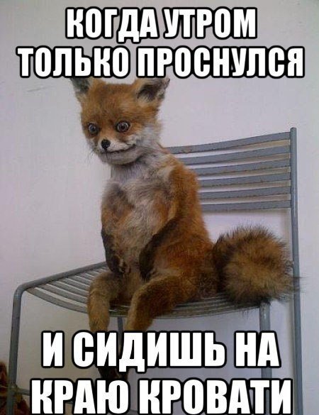 Лиса ждет Мем