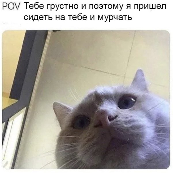 Кот прикол в Инстаграмм