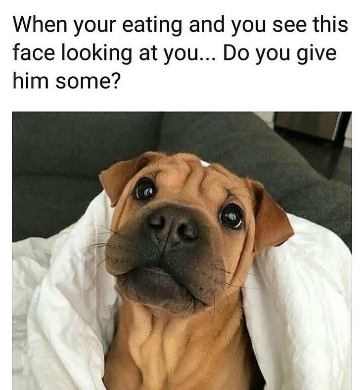 Щенячьи глазки