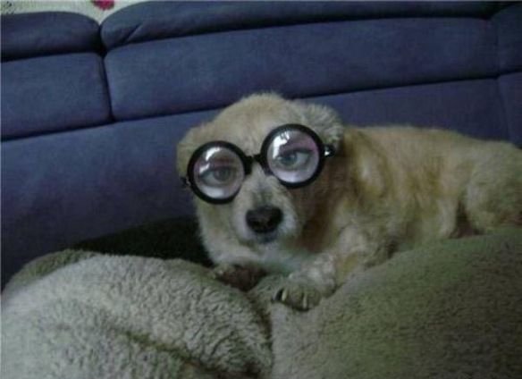 Собака очкарик