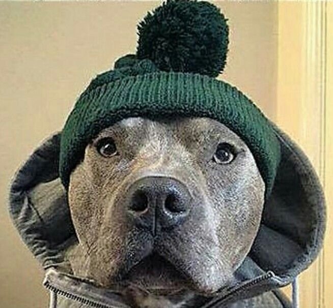 Собака в стон айленд