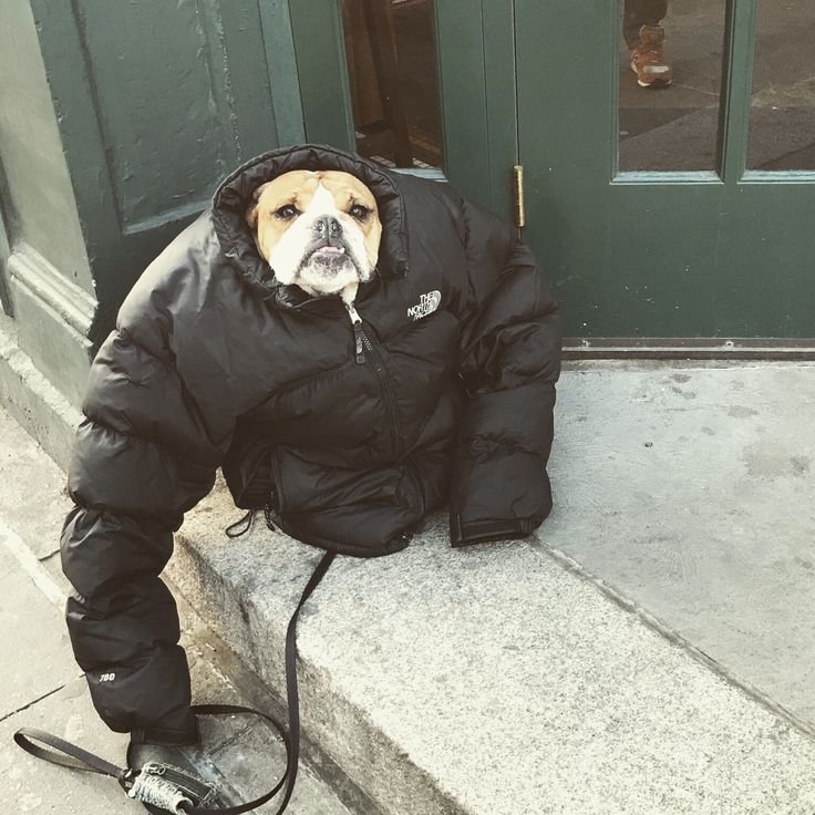 Пес в стон Айленд