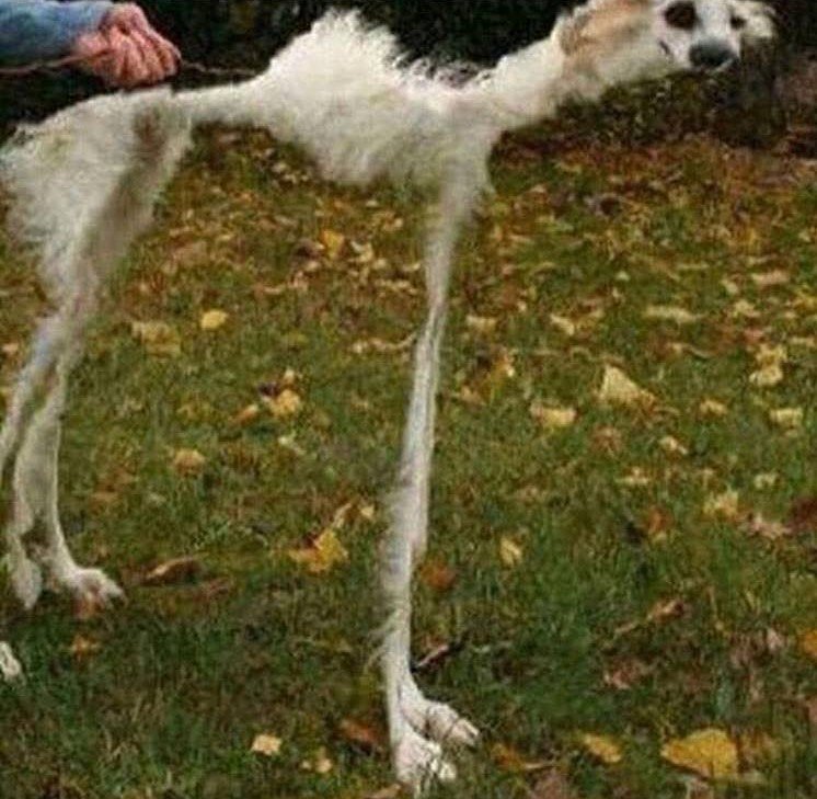 Худая собака