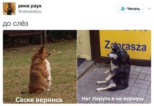 Саске вернись в коноху с собаками