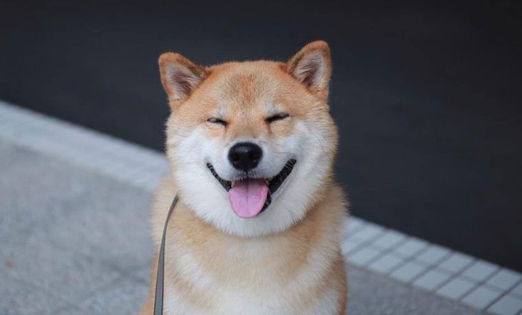 Шиба ину