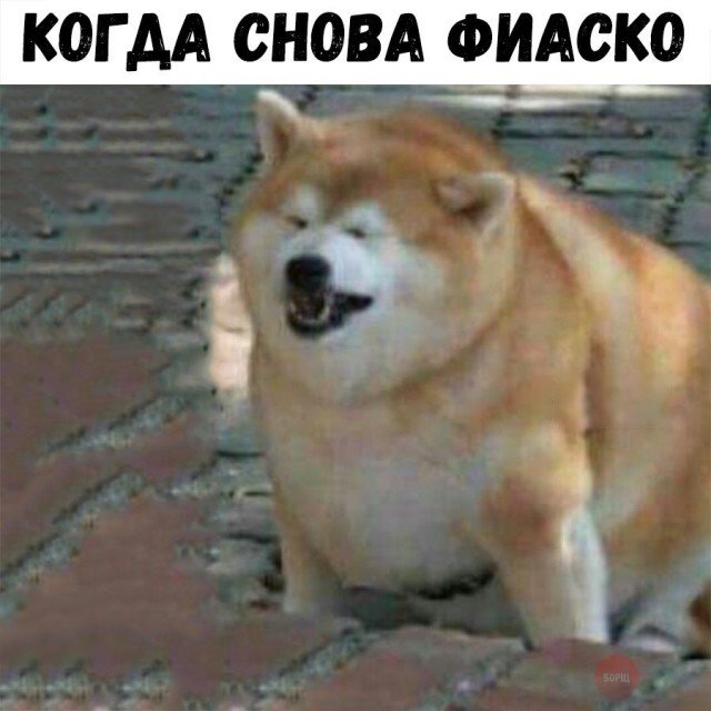 Акита ину Мем