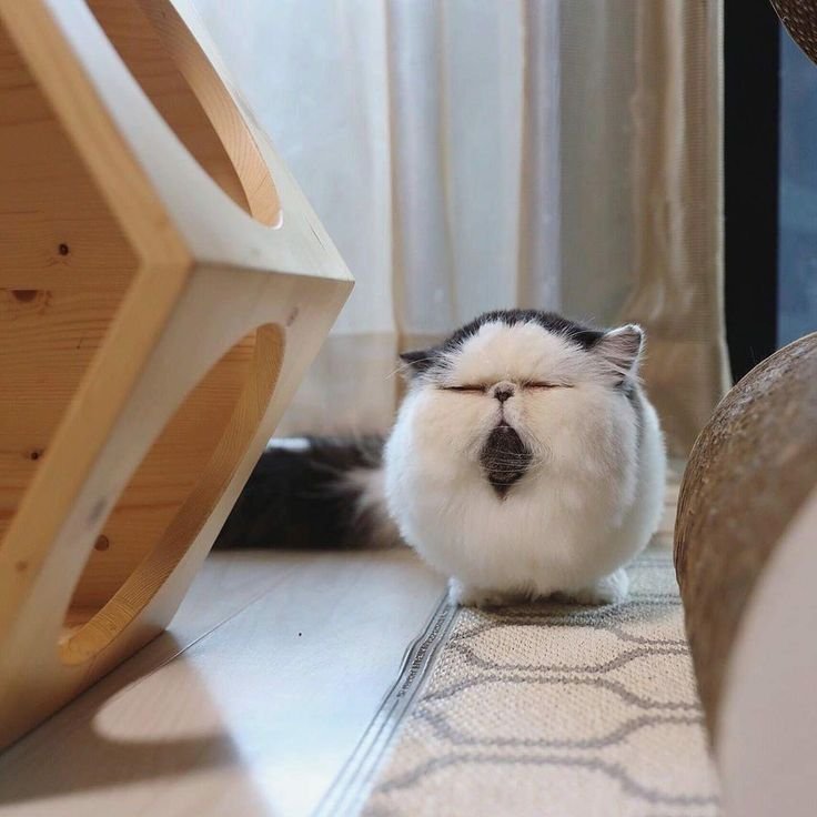 Кот зуу из Японии