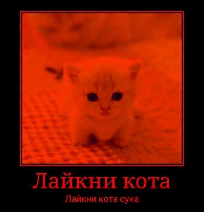 Кот лайкает Мем