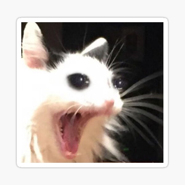 Орущие коты