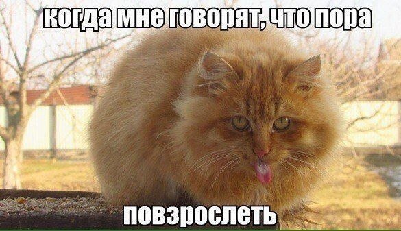 Мемы с рыжим котом