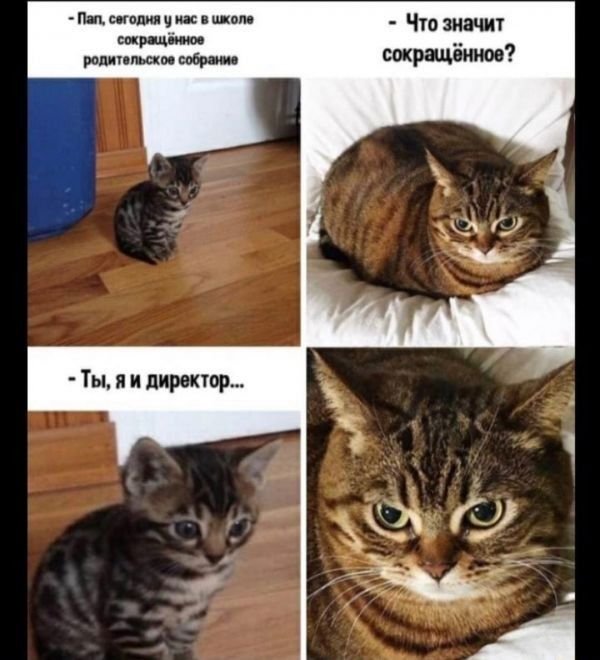 Смешные мемы с котами и надписями