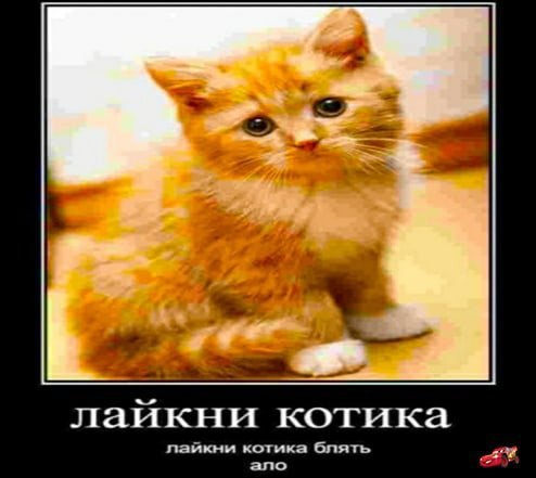 Лайкни кота демотиватор