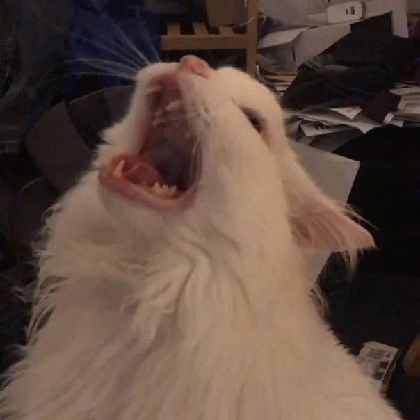 Белый кот кричит