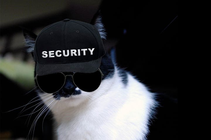 Кот в очках