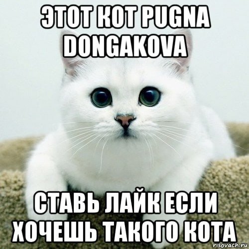 Кот лайкает