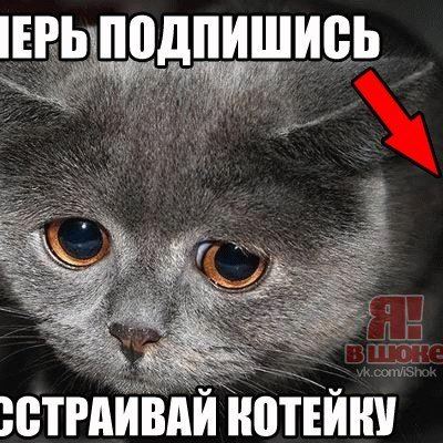 Грустит один котик