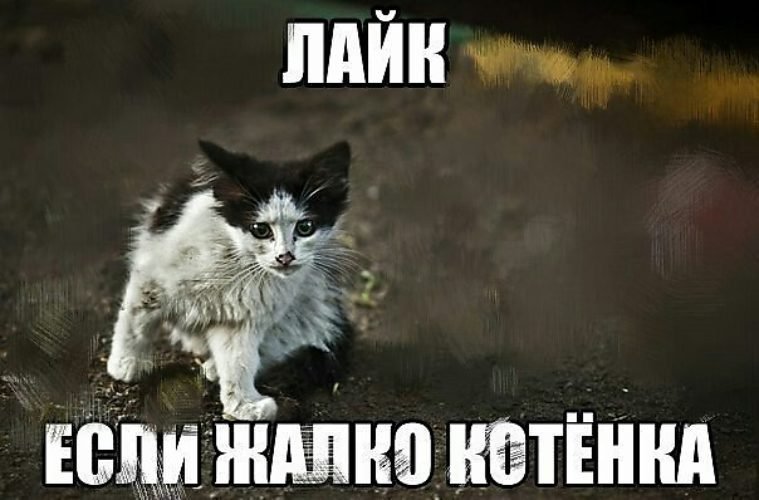 Лайкни кота